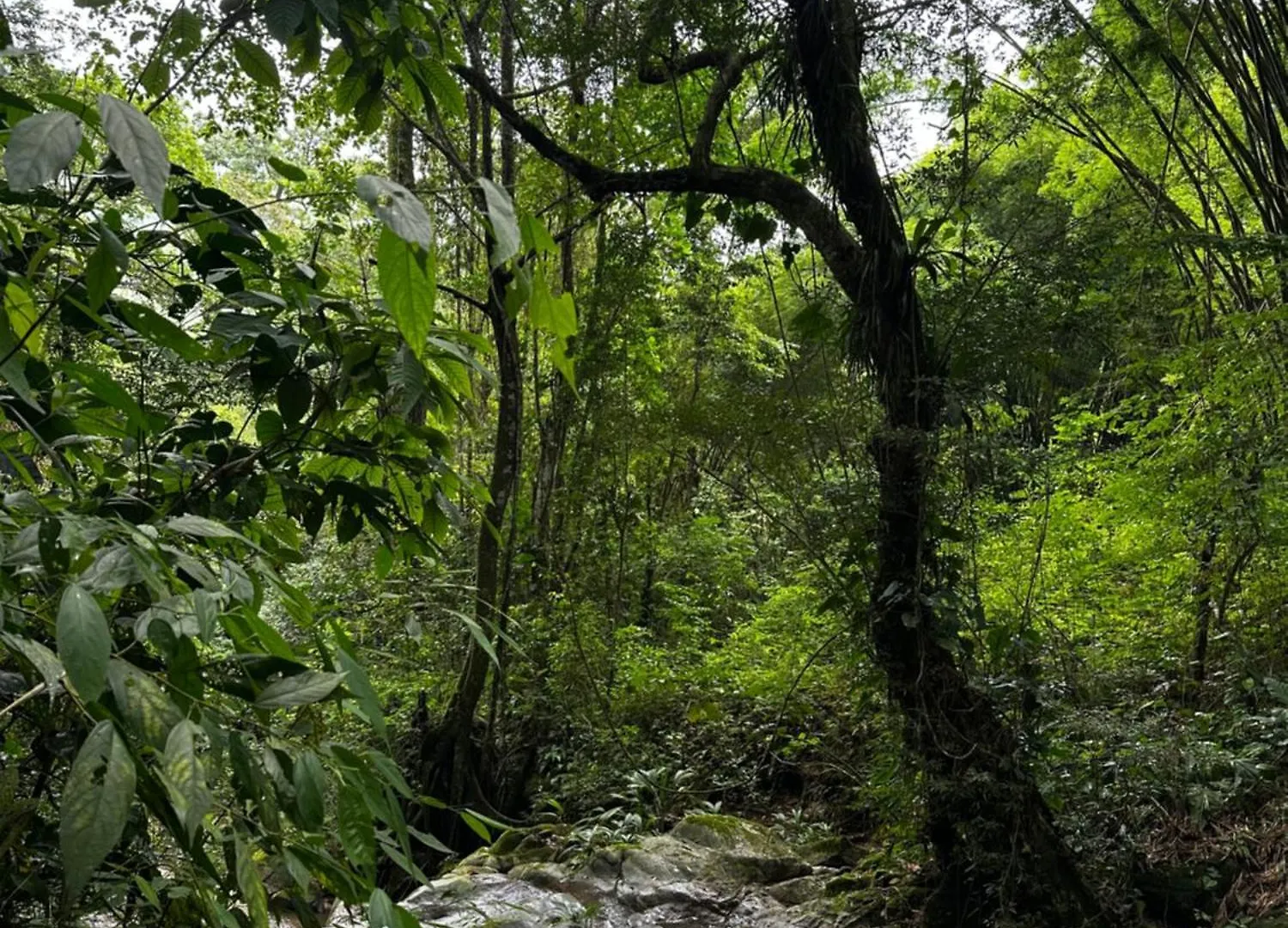 Casa Arimaca, Minca, Sierra Nevada De Santa Marta Villa